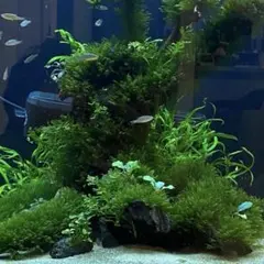 ウォーターフェザー 水草 アクアリウム 水槽用