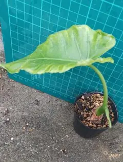 まゆ太郎様 リクエスト 2点 まとめ商品