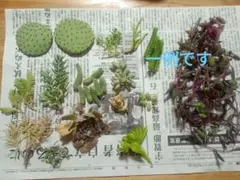 【匿名配送】セダム他多肉植物・サボテンのおまかせセット３センチ厚A４の箱いっぱい