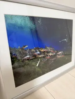 北海道の鮭の水中生写真 額付き シャケ