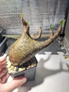 2026年最新】パキポディウムグラキリス 現地球の人気アイテム - メルカリ