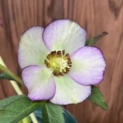 2026年最新】クリスマスローズ 株の人気アイテム - メルカリ