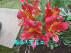 M K様 リクエスト 2点 まとめ商品