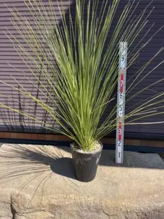 専用出品 特割 ダシリリオンロンギシマム 2025年最新】ロンギシマム ダシリリオンの人気アイテム - メルカリ