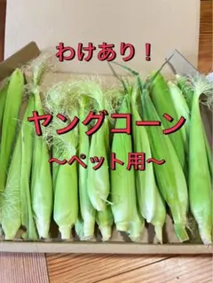 わけあり！ヤングコーン ペット用　栽培期間中農薬不使用　モルモット　うさぎのサムネイル