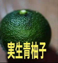 徳島県産実生青柚子１キロ入り　朝収穫発送しますのサムネイル