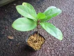 ミラ✨様 リクエスト 3点 まとめ商品