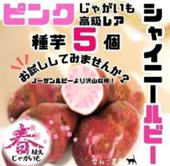 種芋】「ドラゴンレッド」じゃがいも種芋5個 レアな赤皮赤身