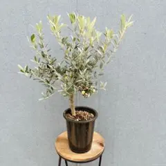 ［現品］【希少】A 創樹　オリーブ　セントキャサリン　4号　オリーブの木　人気のサムネイル