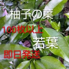 2026年最新】無農薬柚子の人気アイテム - メルカリ