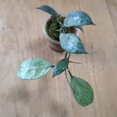 夏セール　レア　ホヤ　Hoya aeschynanthoides サクララン 夏セール レア ホヤ Hoya aeschynanthoides サクララン - メルカリ