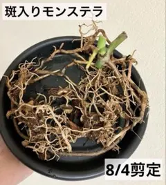 ⑥斑入りモンステラ ホワイトタイガー 根付き茎のサムネイル