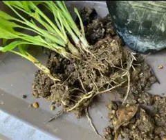 ＜紅葵Kurea様専用＞：月桃実生芽吹苗：実一粒芽生えた苗：１ポット：西伊豆舟山