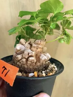 アフリカ亀甲竜　no71のサムネイル