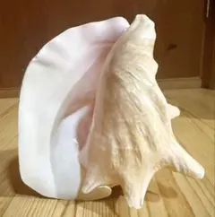 2026年最新】ホラガイの人気アイテム - メルカリ