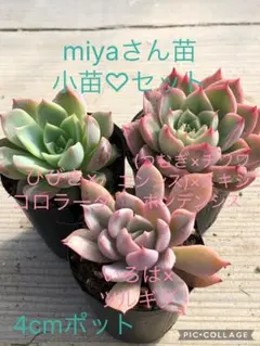 2025年最新】miyaさん苗の人気アイテム - メルカリ