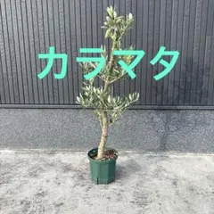 オリーブ カラマタ お引き取り限定 - メルカリ
