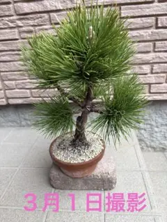 2026年最新】黒松小品盆栽の人気アイテム - メルカリ