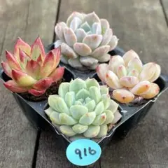 SALE❗️916多肉植物　エケベリア　抜き苗　寄せ植え　人気4種セット❣️