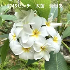 2026年最新】プルメリア挿し木苗の人気アイテム - メルカリ