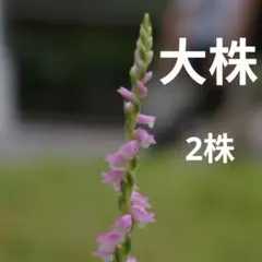 2026年最新】ネジバナ 苗の人気アイテム - メルカリ