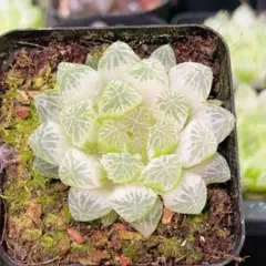 多肉植物 ハオルチア 秋祭りオブツーサ錦 透明窓 糊斑 - メルカリ