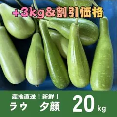 バングラデシュ野菜　ラウ（夕顔／Bottle Gourd）新鮮採れたて　23kg バングラデシュ野菜 ラウ（夕顔／Bottle Gourd）新鮮採れたて 23kg
