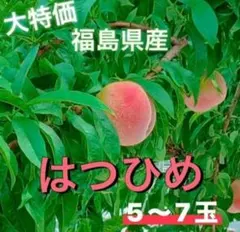 ❕大特価❕【期間限定】福島県産 極早生品種「はつひめ」5~7玉訳あり・ご家庭用のサムネイル