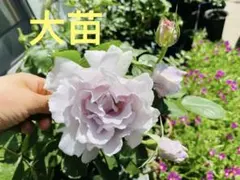 も*み様 バラ苗 新苗 接木 バラ 綾 ブルーローズ 青バラ レア 希少 ③