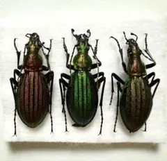 2026年最新】オサムシの人気アイテム - メルカリ