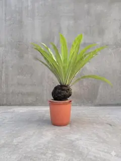 オオタニワタリ（アスプレニウム）】高さ約80cm 観葉植物 - メルカリ