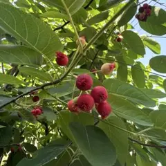 ジューンベリー 挿し穂　6本のサムネイル