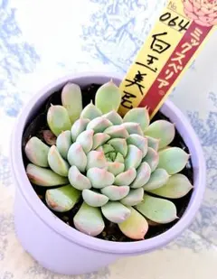 2026年最新】ミックスベリア 白玉美尼の人気アイテム - メルカリ