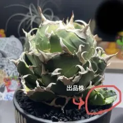 2026年最新】白鯨 親株の人気アイテム - メルカリ