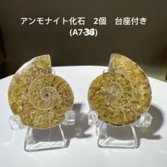 アンモナイト化石　2個　台座付き(A7-36)