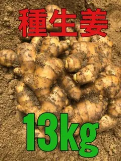 種生姜 10㎏ 高知県産 200g前後 - メルカリ