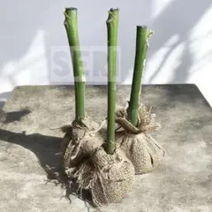 2026年最新】モリンガ 苗の人気アイテム - メルカリ