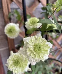 み～まる様 リクエスト 2点 まとめ商品