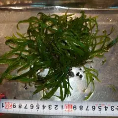 流木活着水草 完全水中葉 無農薬 無CO2 ミクロソリュウム - メルカリ