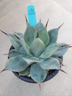 2026年最新】ジェレミー アガベの人気アイテム - メルカリ