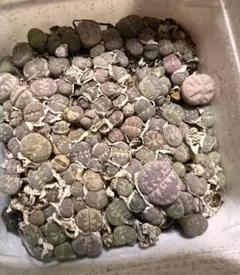 ぽんこつ様 リクエスト 2点 まとめ商品