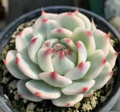 5苗　チワワエンシス錦　大株　多肉植物　エケベリア 新入荷 チワワエンシス錦 美爪 エケベリア 多肉植物 5〜6cm 1株 - メルカリ