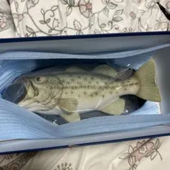 ブラックバス壁掛け