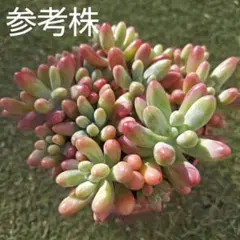 ファットスターhyb　5カット♪多肉植物　エケベリア　セダム　3