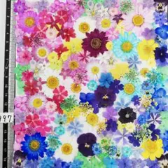 押し花素材　NO997 ノースボール ビオラ 紫陽花　バーベナ 小花　 押し花