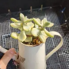 チョコ肉様 リクエスト 2点 まとめ商品