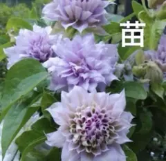 クレマチス挿し木苗B メルカリ便発送のサムネイル