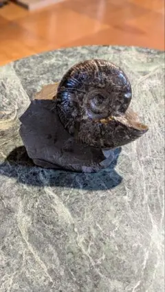縫合線が素晴らしい北海道のアンモナイト　化石 縫合線が素晴らしい北海道のアンモナイト 化石 | Mercari