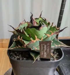 ハデス ガーデニング