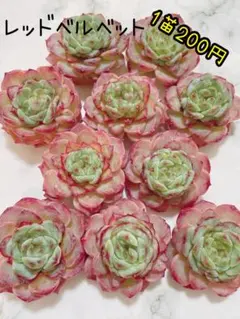 多肉植物 韓国苗 レッドベルベット